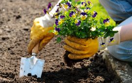 viooltjes planten