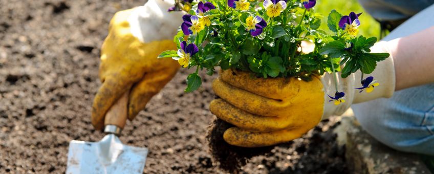 viooltjes planten