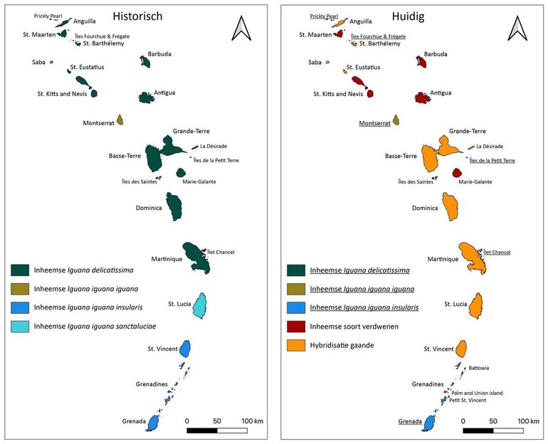 De historische (links) en huidige (rechts) status van inheemse Iguana-populaties die voorkomen op de Caribische Bovenwindse eilanden