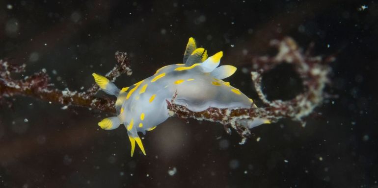 Eén van de nu nieuw toegevoegde weekdiersoorten is de Kleine harlekijnslak (Polycera capitata), een zeenaaktslak zonder schelp. Het dier op de foto is de daar sterk op lijkende Gewone harlekijnslak Polycera quadrilineata.