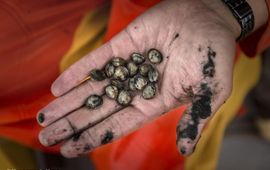 Kees van de Veen Cockles that were collected at a sampling station.