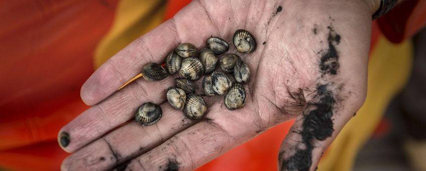 Cockles that were collected at a sampling station.