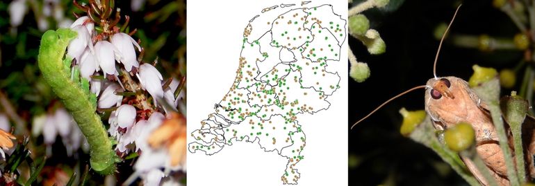 Waarnemingen vanaf 2010 in november en december, groen = rups, bruin = vlinder