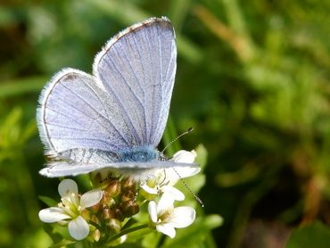 Zo felblauw als de bovenzijde van dit boomblauwtje is donker pimpernelblauwtje niet