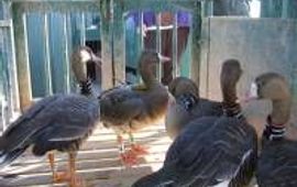 Natuurkalender Gans Marco