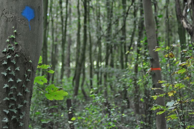 Gebleste bomen in het bos: blauwe stip (toekomstboom) blijft staan, de boom met de oranje ring gaat