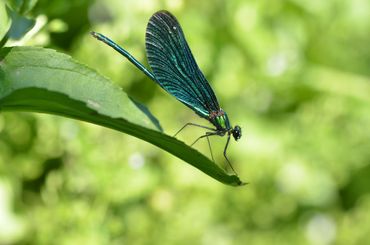 Een mannetje bosbeekjuffer met de kenmerkende blauwe vleugels