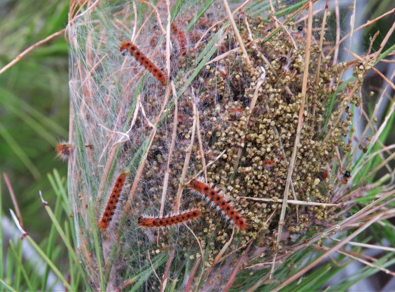 Dennenprocessierupsen derde larvenstadium. Dit is het definitieve nest waar ze de winter zullen doorbrengen. In deze fase ontwikkelen zich de eerste brandharen. De rupsen hebben nu een oranjeroestrode kleur