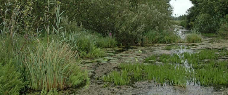 Moerasbiotoop in de Wieden, waar naast de Kleverige poelslak ook de Europees beschermde Zegge-korfslak en de Platte schijfhoren voorkomen.