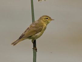 Phylloscopus trochilus. Fitis