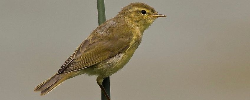 Phylloscopus trochilus. Fitis