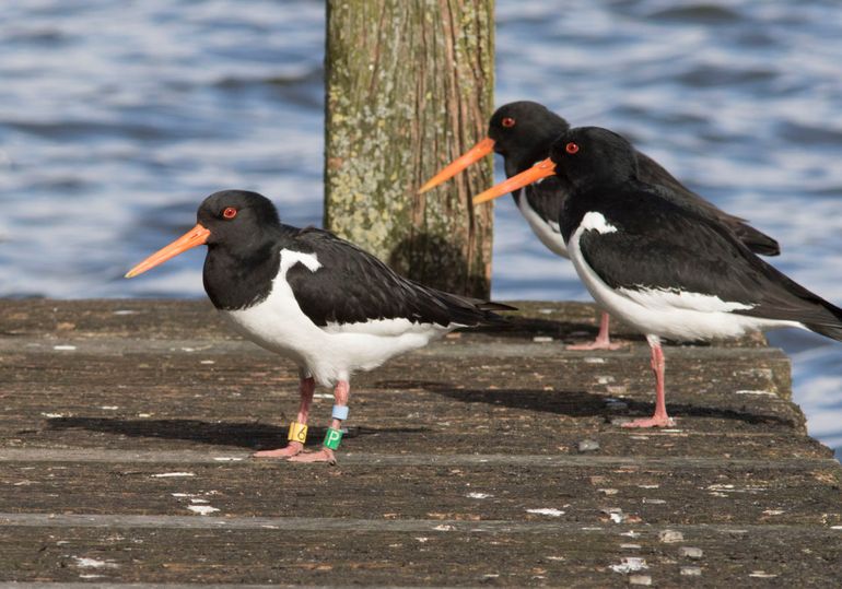 BLP-GPY6 op 17 januari gevangen op de Vliehors en op 24 februari gefotografeerd bij de Ruskenveenseplas in Hoogkerk