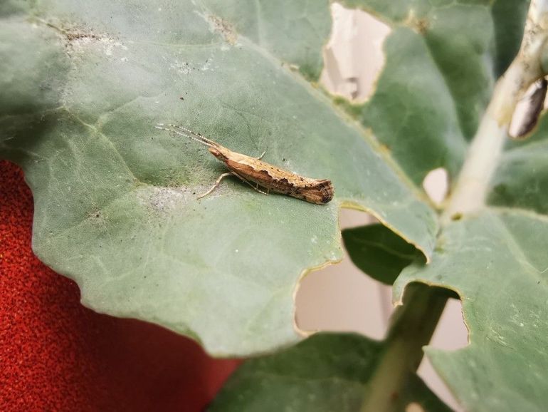 De koolmot heeft een spanwijdte van slechts 15 millimeter