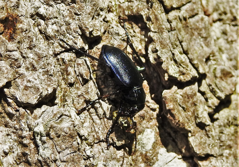 Kleine poppenrover (Calosoma inquisitor) bezig met eten van de rups van een voorjaarsuil