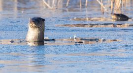 Otter