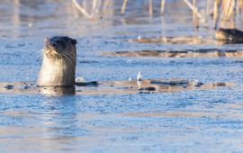 Otter