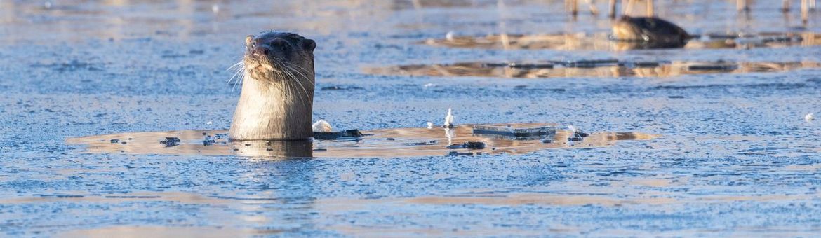 Otter