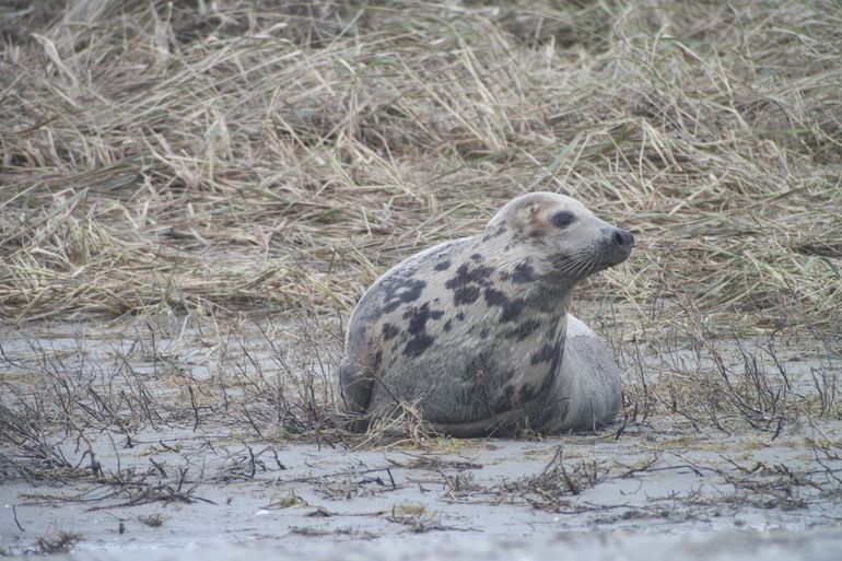 Grijze zeehond