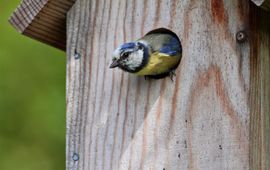 Koos Dansen pimpelmees. te gebruiken voor berichten van Vogelbescherming