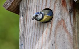 pimpelmees. te gebruiken voor berichten van Vogelbescherming