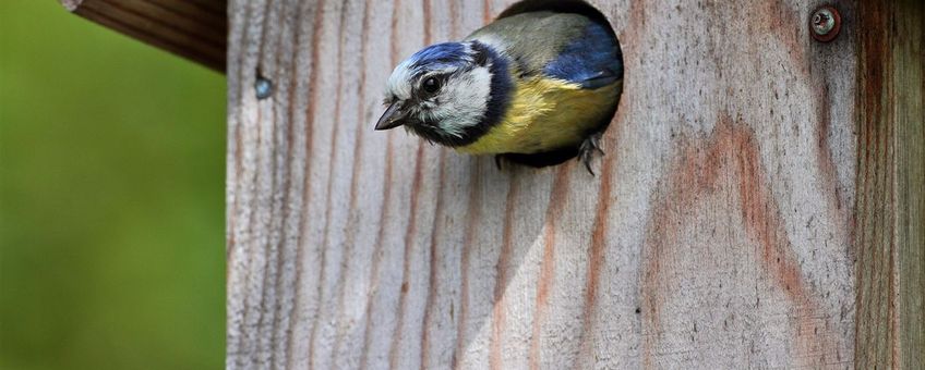 pimpelmees. te gebruiken voor berichten van Vogelbescherming