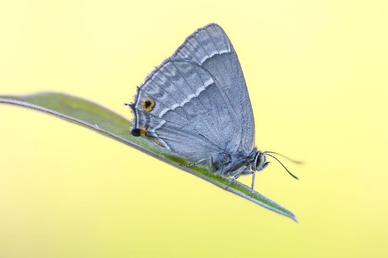 De eikenpage is een soort binnen de familie van de blauwtjes