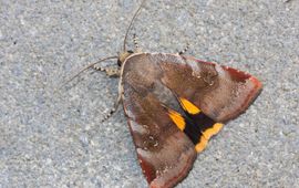 Open breedbandhuismoeder