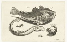 Rijksmuseum Poon, prik en slakkehuis door Nicolaes de Bruyn