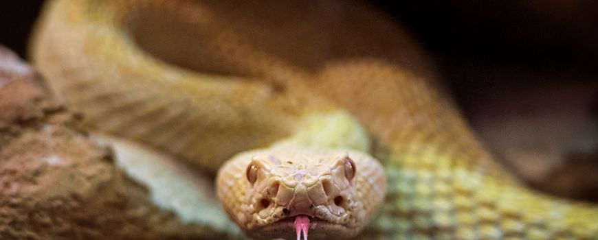 vloeistof voetstappen Zinloos Nature Today | Wetenschappers kweken gifklieren van slangen in laboratorium