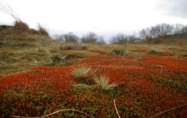 Marijn Nijssen Haarmos en Buntgras in stuifzandlandschap