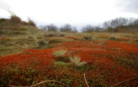 Haarmos en Buntgras in stuifzandlandschap