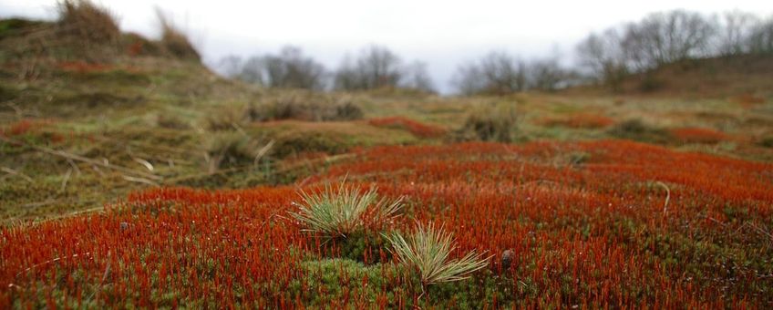 Haarmos en Buntgras in stuifzandlandschap