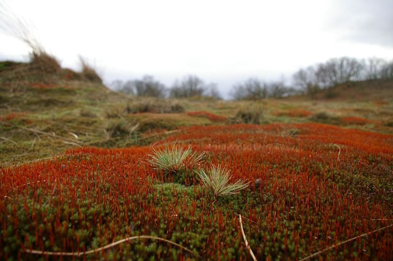 Haarmos en Buntgras in stuifzandlandschap