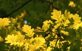 Kroondak van eikenbos in avondlicht