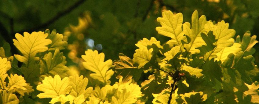 Kroondak van eikenbos in avondlicht