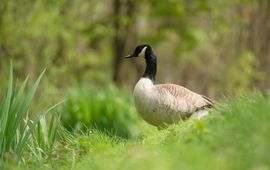 Lars Soerink Grote Canadese gans