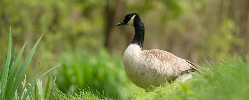 Grote Canadese gans