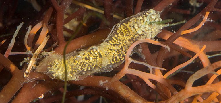 Verse eieren van de Japanse zeepbelslak zijn wit. Als ze ouder worden krijgen ze een goudgele kleur (in vitro opname) 