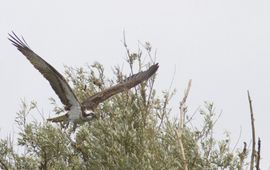 Pandion haliaetus. Visarend