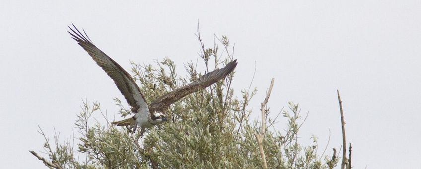 Pandion haliaetus. Visarend