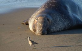 Pixabay.com Northern elephant seal