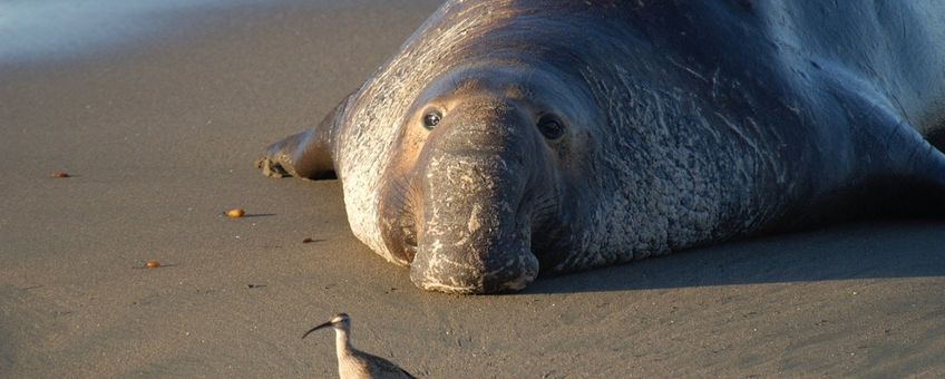 Northern elephant seal