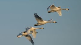 Kleine zwaan (Cygnus bewickii)