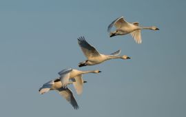 Hans-Joachim Augst Kleine zwaan (Cygnus bewickii)
