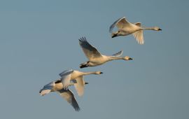 Kleine zwaan (Cygnus bewickii)