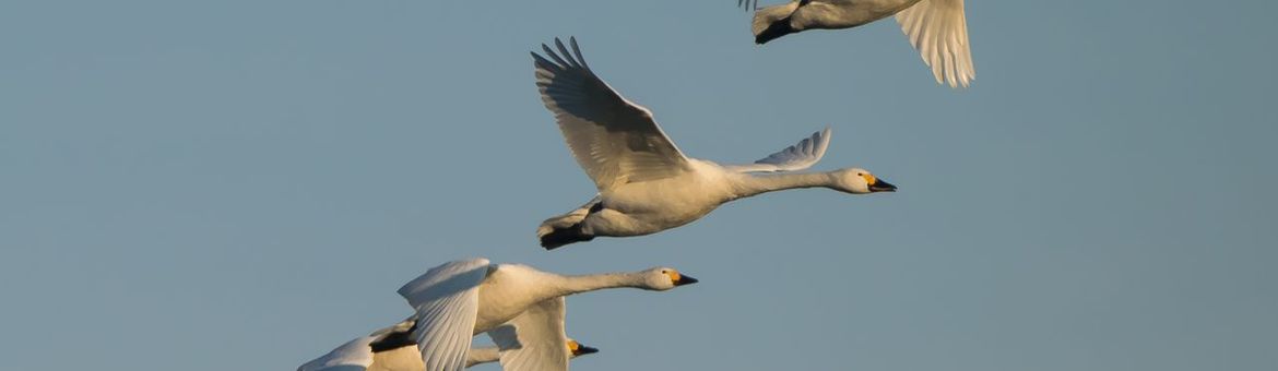 Kleine zwaan (Cygnus bewickii)