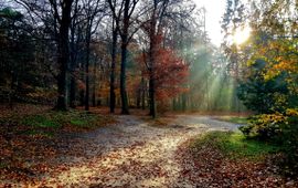 Herfst in Utrechts bos