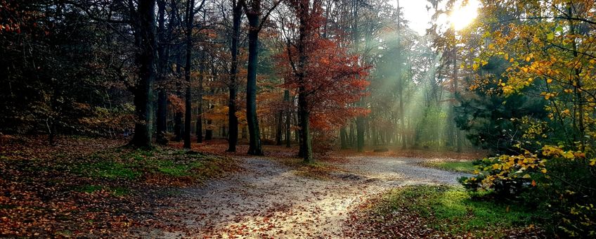 Herfst in Utrechts bos