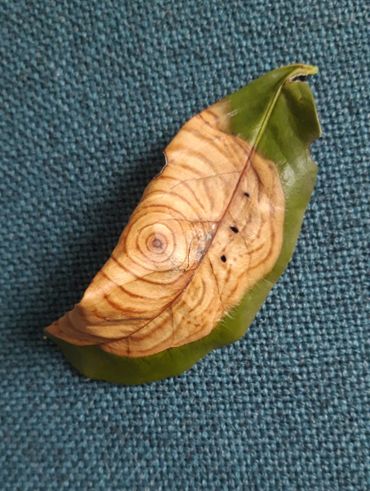 Leaf of cherry laurel with beautiful patterns by Cercospora leaf spot disease, a fungus