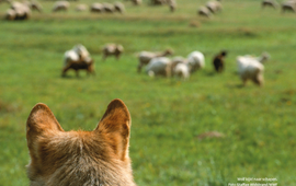 Staffan Widstrand/WWF Wolf kijkt naar schapen
